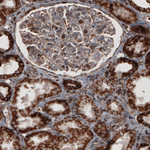 COX4 Antibody in Immunohistochemistry (Paraffin) (IHC (P))