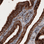 COX4 Antibody in Immunohistochemistry (Paraffin) (IHC (P))