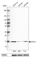 COX4 Antibody in Western Blot (WB)