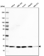 COX4 Antibody in Western Blot (WB)