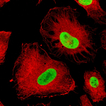 SOX2 Monoclonal Antibody (CL4716)