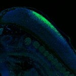 SOX2 Antibody in Immunohistochemistry (Paraffin) (IHC (P))