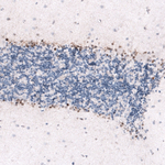 SOX2 Antibody in Immunohistochemistry (Paraffin) (IHC (P))