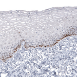 SOX2 Antibody in Immunohistochemistry (Paraffin) (IHC (P))