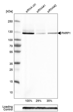 PARP1 Antibody in Western Blot (WB)