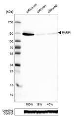 PARP1 Antibody in Western Blot (WB)