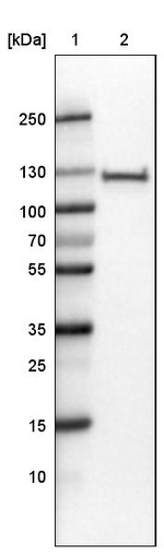PARP1 Antibody in Western Blot (WB)
