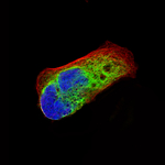 Nestin Monoclonal Antibody (CL0197)