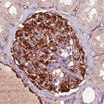 Nestin Antibody in Immunohistochemistry (Paraffin) (IHC (P))