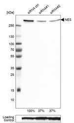 Nestin Antibody in Western Blot (WB)
