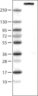 Nestin Antibody in Western Blot (WB)