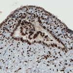 Estrogen Receptor alpha Antibody in Immunohistochemistry (Paraffin) (IHC (P))