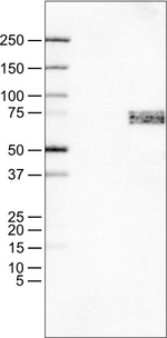 SOX11 Antibody in Western Blot (WB)