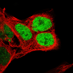 Nanog Monoclonal Antibody (CL5810)
