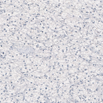 Nanog Antibody in Immunohistochemistry (Paraffin) (IHC (P))