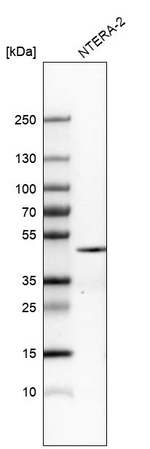 Nanog Antibody in Western Blot (WB)
