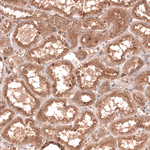 YAP1 Antibody in Immunohistochemistry (Paraffin) (IHC (P))