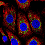 COX4 Monoclonal Antibody (CL3515)