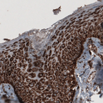 COX4 Antibody in Immunohistochemistry (Paraffin) (IHC (P))