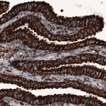 COX4 Antibody in Immunohistochemistry (Paraffin) (IHC (P))