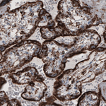 COX4 Antibody in Immunohistochemistry (Paraffin) (IHC (P))