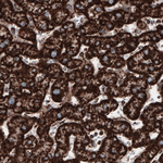 COX4 Antibody in Immunohistochemistry (Paraffin) (IHC (P))
