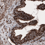 COX4 Antibody in Immunohistochemistry (Paraffin) (IHC (P))