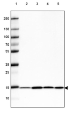 COX4 Antibody in Western Blot (WB)
