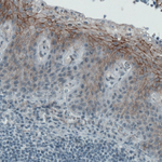 Occludin Antibody in Immunohistochemistry (Paraffin) (IHC (P))