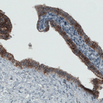 Occludin Antibody in Immunohistochemistry (Paraffin) (IHC (P))