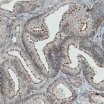 Occludin Antibody in Immunohistochemistry (Paraffin) (IHC (P))
