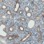 Occludin Antibody in Immunohistochemistry (Paraffin) (IHC (P))