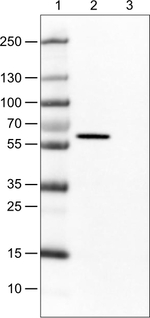 Occludin Antibody in Western Blot (WB)
