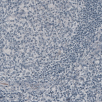 NEFM Antibody in Immunohistochemistry (Paraffin) (IHC (P))