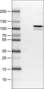 MMP9 Antibody in Western Blot (WB)
