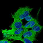 Beta III Tubulin Antibody in Immunocytochemistry (ICC/IF)