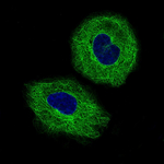 Beta III Tubulin Monoclonal Antibody (CL5813)