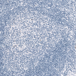 MAP2 Antibody in Immunohistochemistry (Paraffin) (IHC (P))