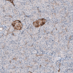 MAP2 Antibody in Immunohistochemistry (Paraffin) (IHC (P))