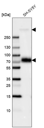 MAP2 Antibody in Western Blot (WB)