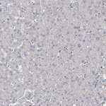 NEFL Antibody in Immunohistochemistry (Paraffin) (IHC (P))
