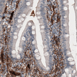 Fibronectin Antibody in Immunohistochemistry (Paraffin) (IHC (P))
