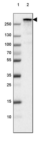Fibronectin Antibody in Western Blot (WB)