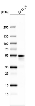 PAX8 Antibody in Western Blot (WB)