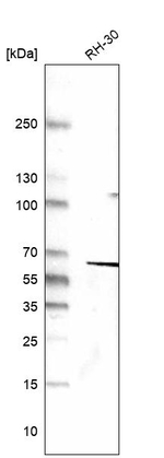 Desmin Antibody in Western Blot (WB)