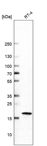 p21 Antibody in Western Blot (WB)