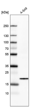Bax Antibody in Western Blot (WB)