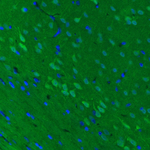 PGP9.5 Antibody in Immunohistochemistry (Paraffin) (IHC (P))