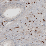 PGP9.5 Antibody in Immunohistochemistry (Paraffin) (IHC (P))