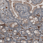 PGP9.5 Antibody in Immunohistochemistry (Paraffin) (IHC (P))